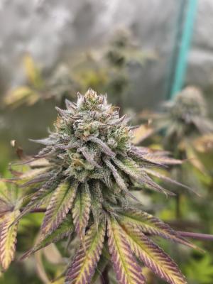 Comment by AnonymousNUGZ photo #2
