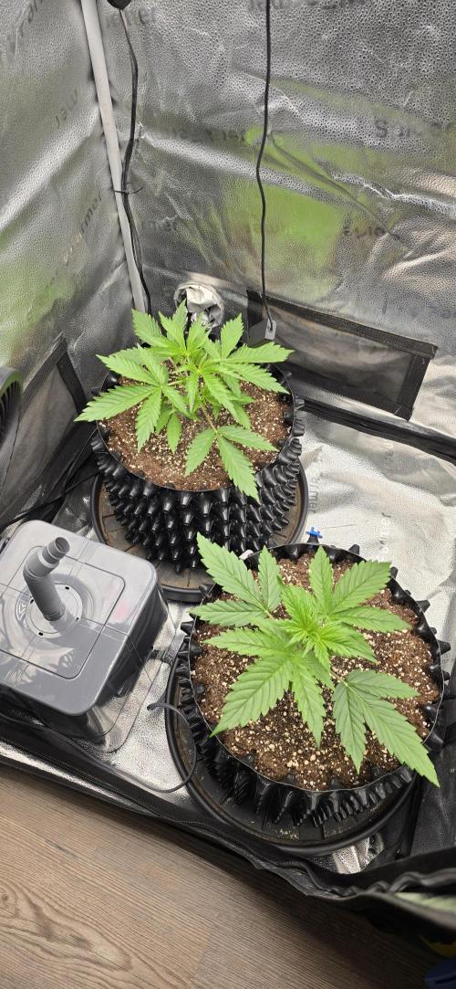 SB und MD Run. Week 2