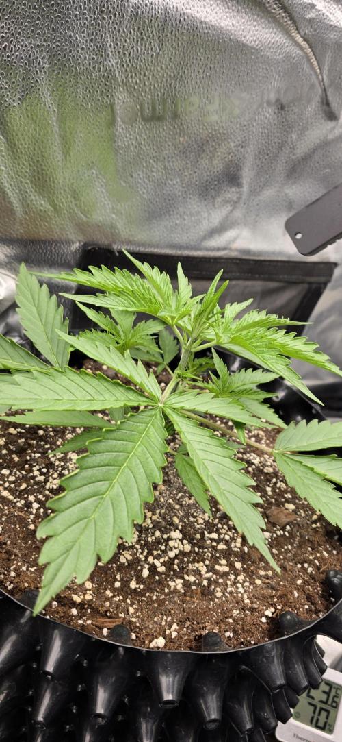 SB und MD Run. Week 2