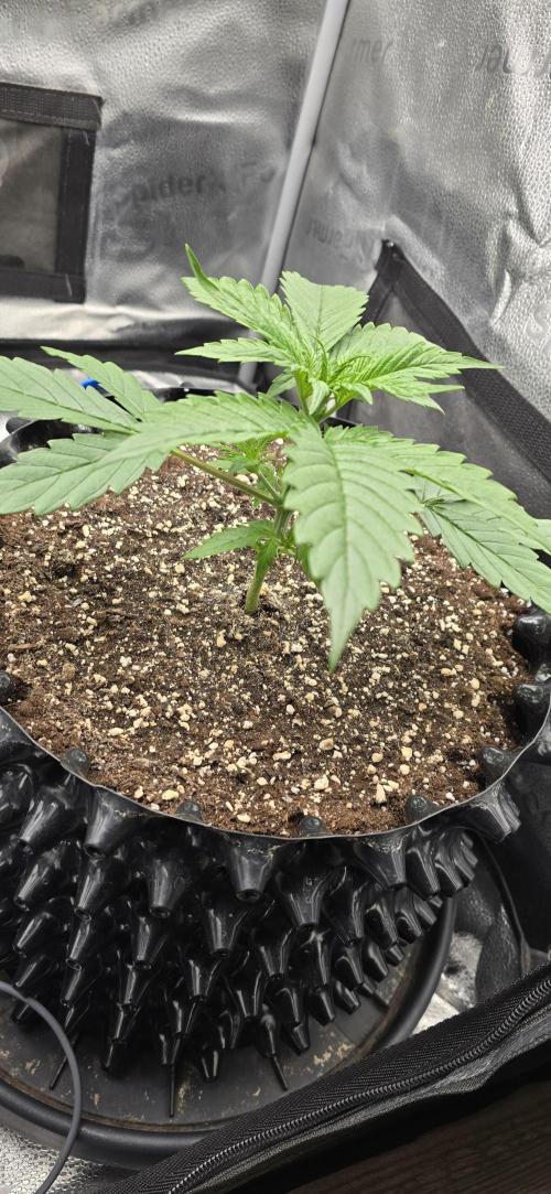 SB und MD Run. Week 2