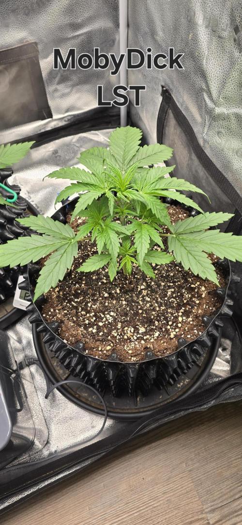 SB und MD Run. Week 2