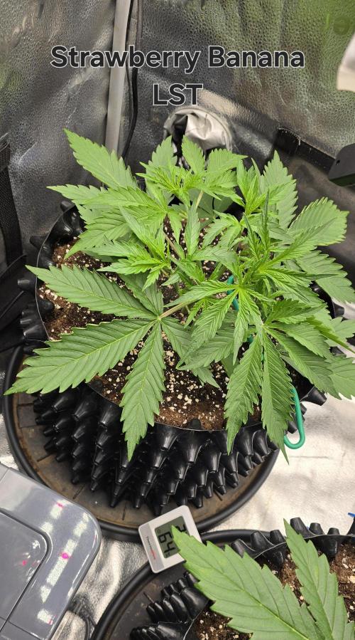 SB und MD Run. Week 2