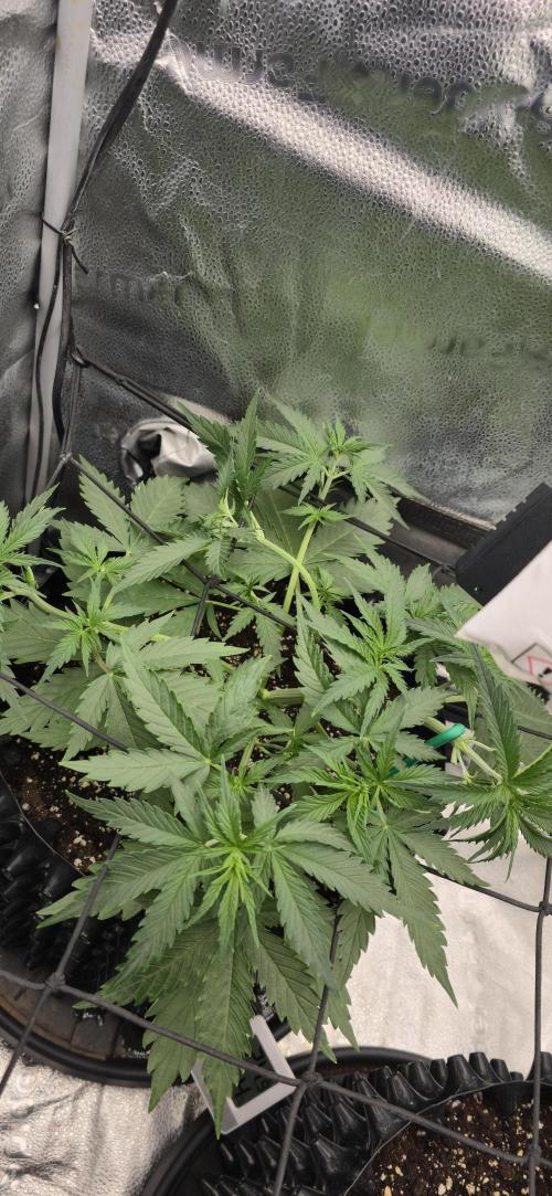 SB und MD Run. Week 3