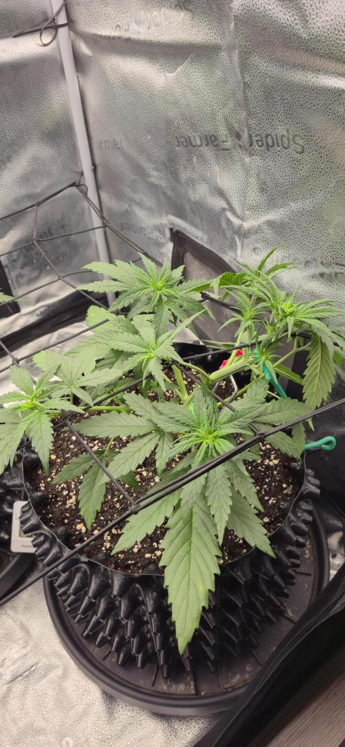 SB und MD Run. Week 3