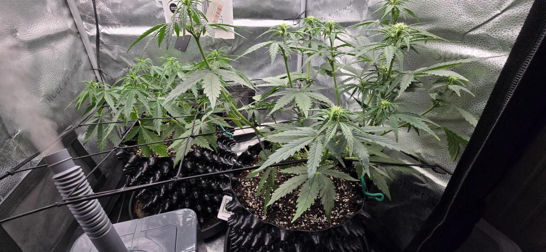 SB und MD Run. Week 4