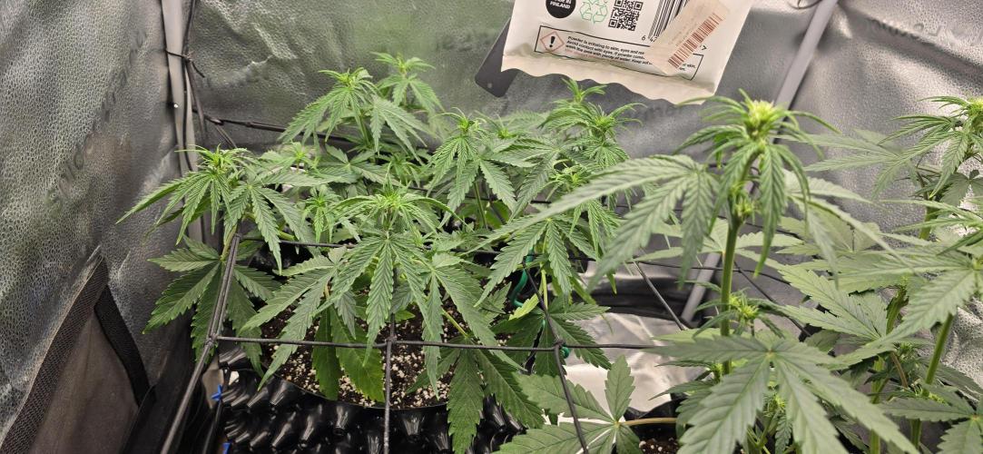 SB und MD Run. Week 4