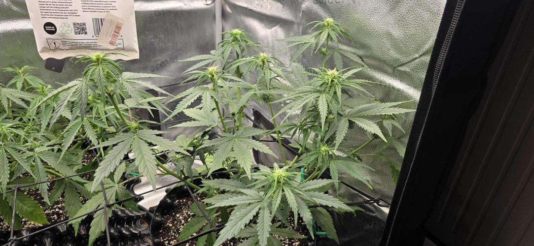 SB und MD Run. Week 4