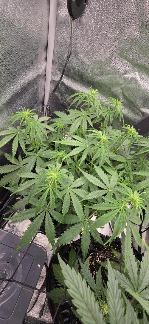 SB und MD Run. Week 5