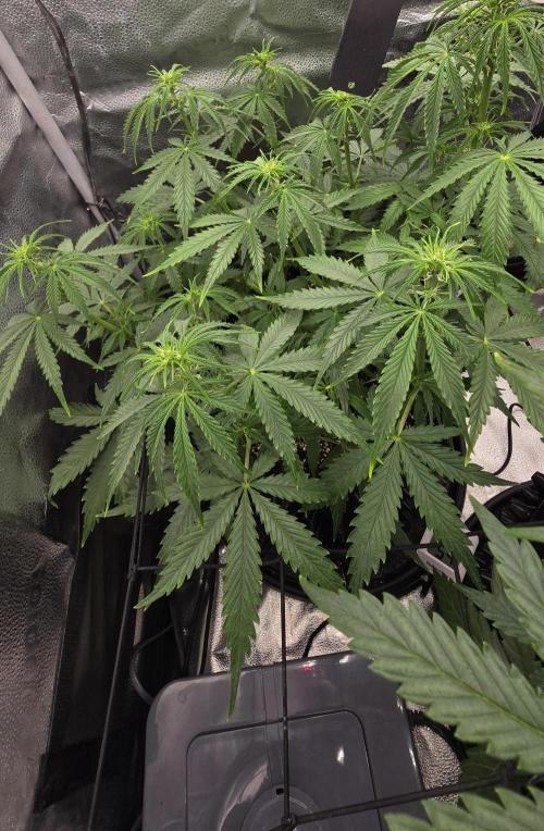 SB und MD Run. Week 5