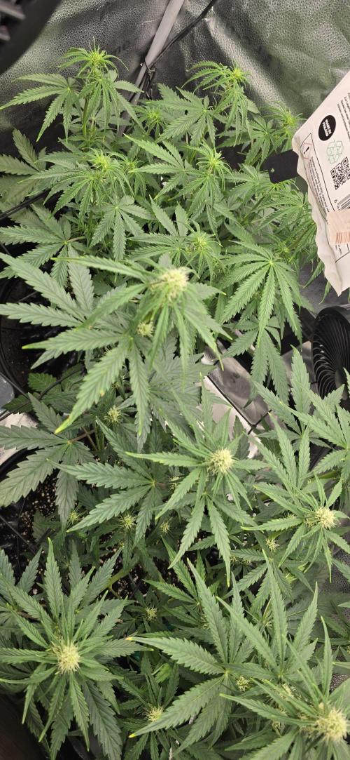 SB und MD Run. Week 5