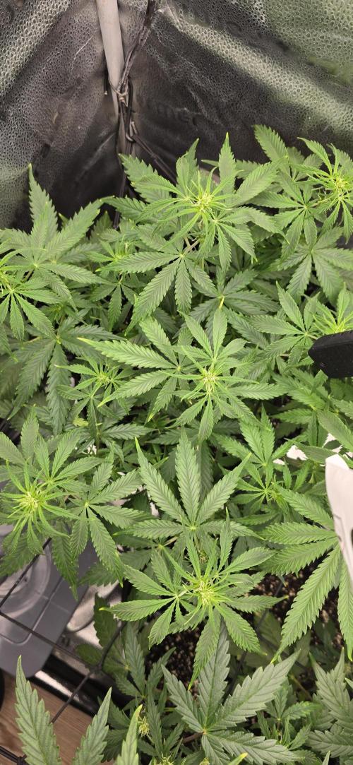 SB und MD Run. Week 5