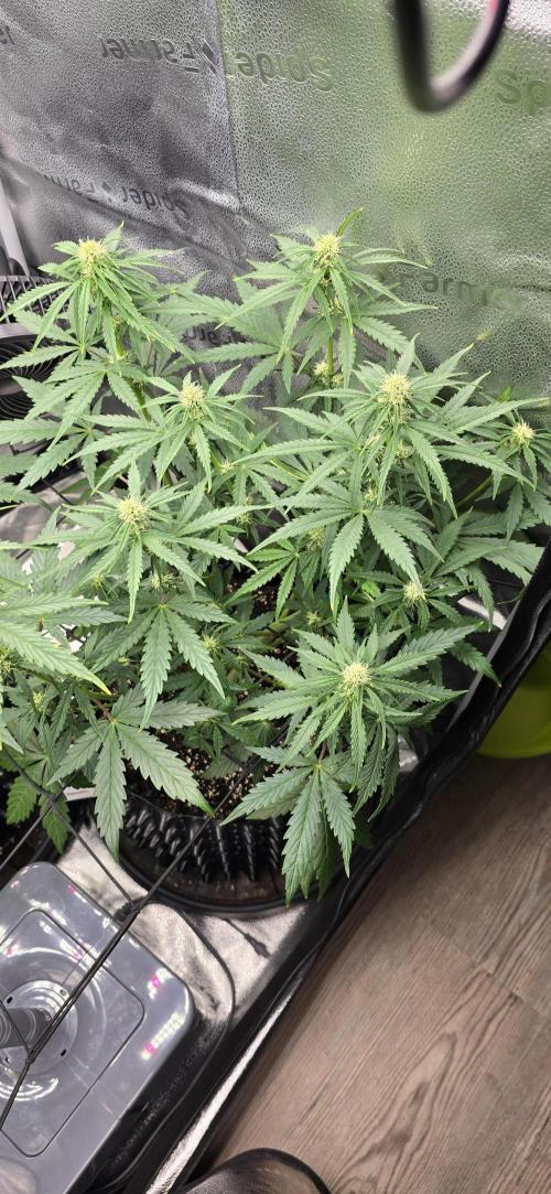 SB und MD Run. Week 5