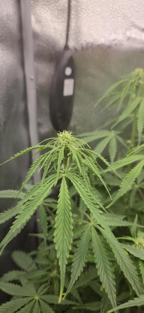 SB und MD Run. Week 6