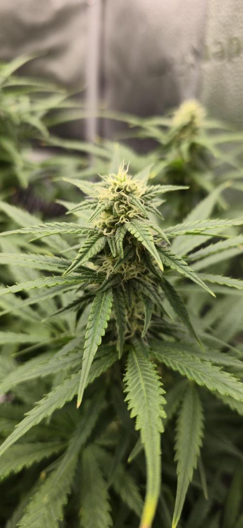 SB und MD Run. Week 6