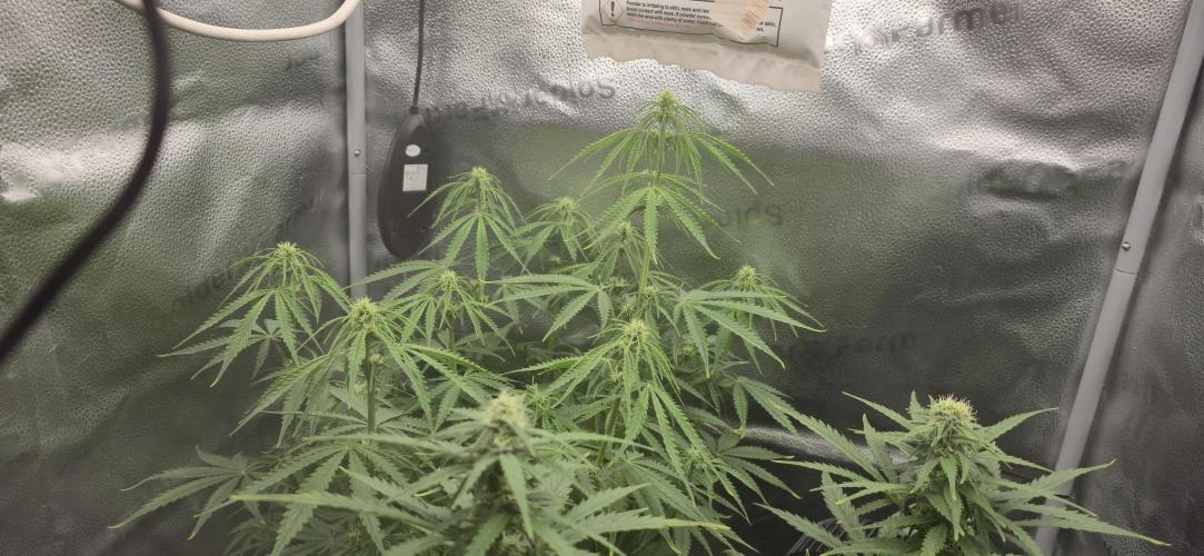 SB und MD Run. Week 6