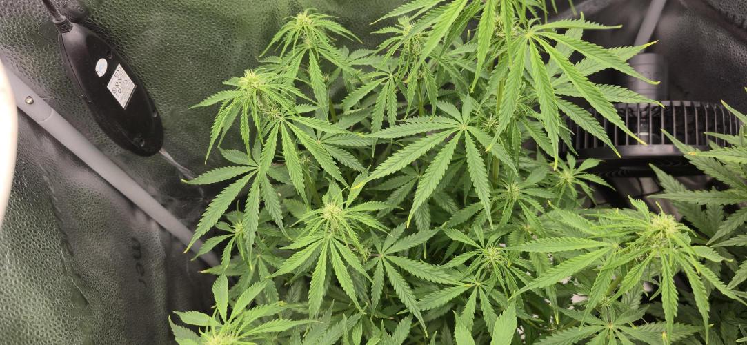 SB und MD Run. Week 6