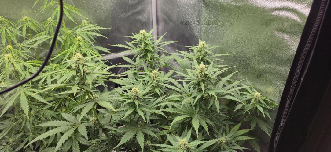 SB und MD Run. Week 6