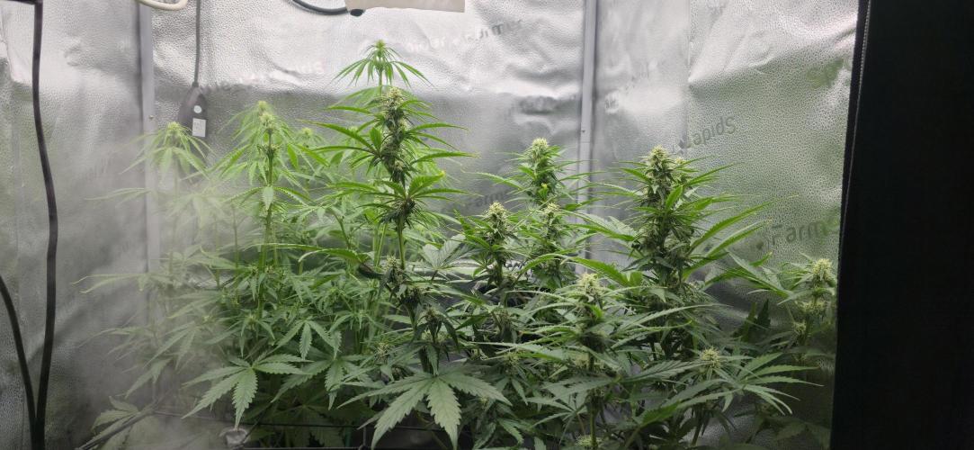 SB und MD Run. Week 6