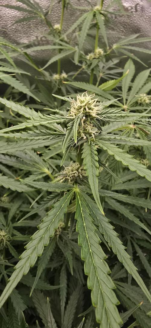 SB und MD Run. Week 7