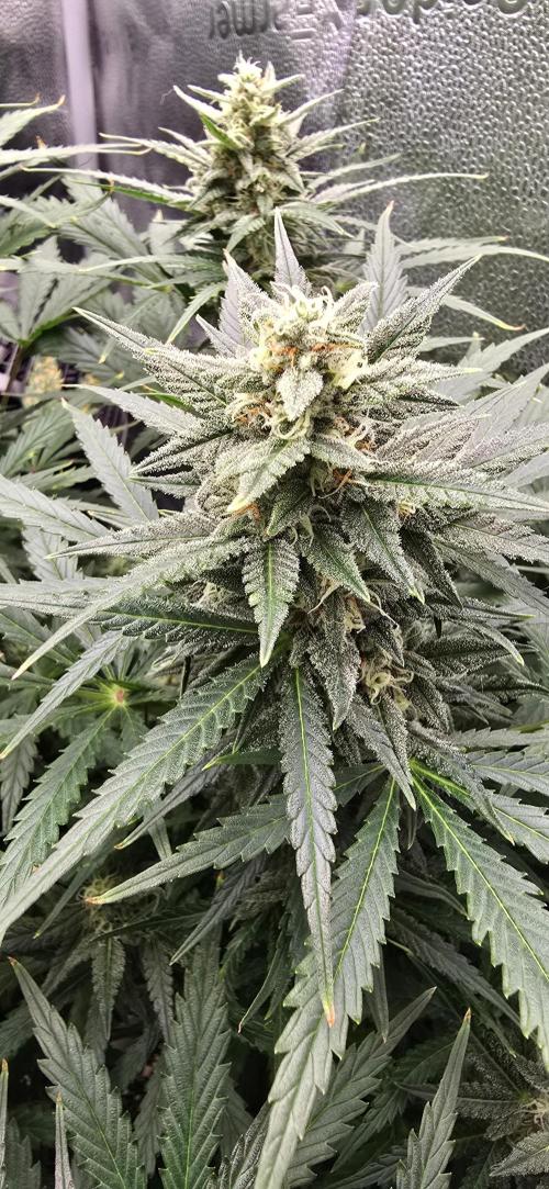 SB und MD Run. Week 7