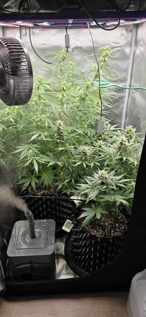 SB und MD Run. Week 7