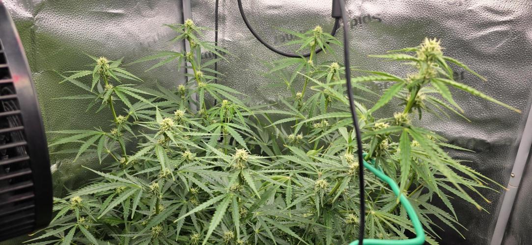 SB und MD Run. Week 7