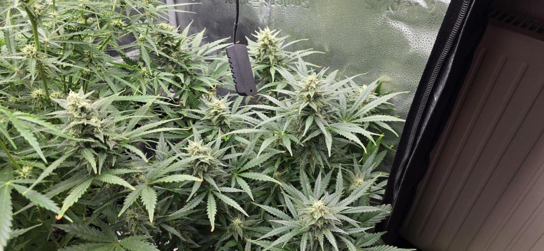 SB und MD Run. Week 7