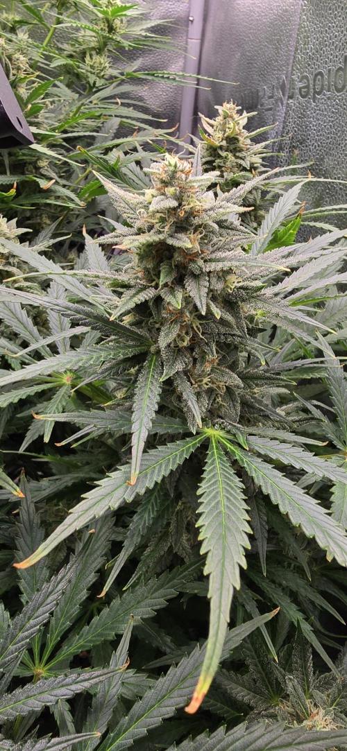 SB und MD Run. Week 8