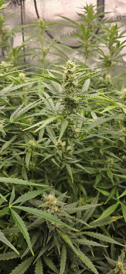 SB und MD Run. Week 8