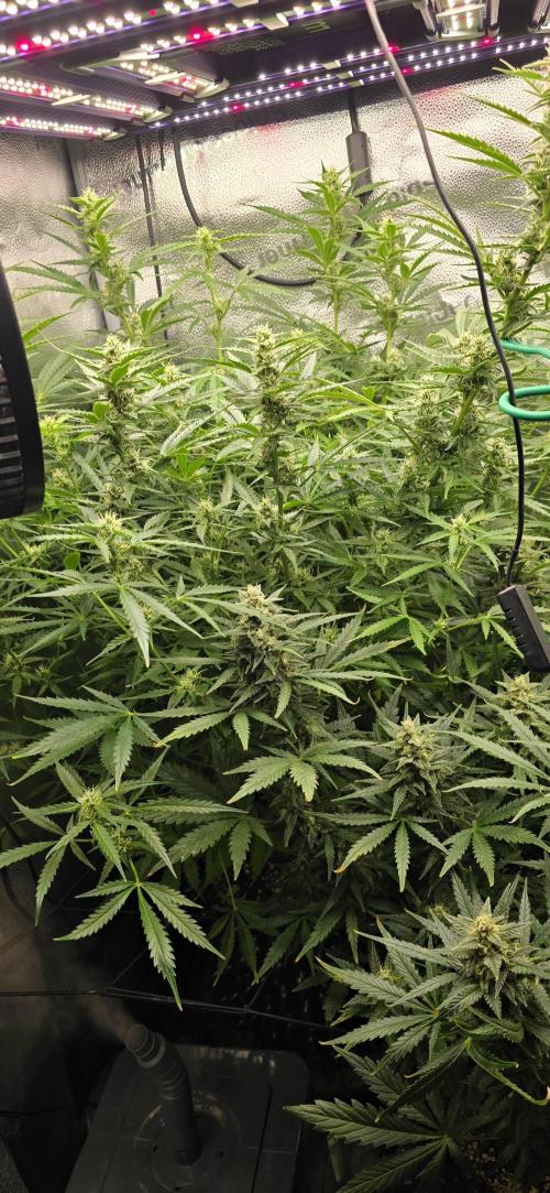 SB und MD Run. Week 8