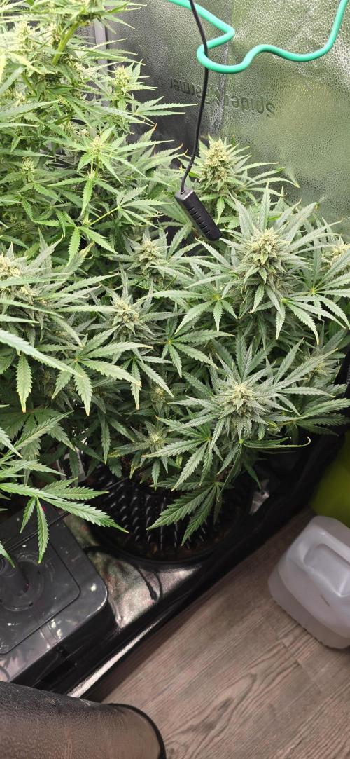 SB und MD Run. Week 8