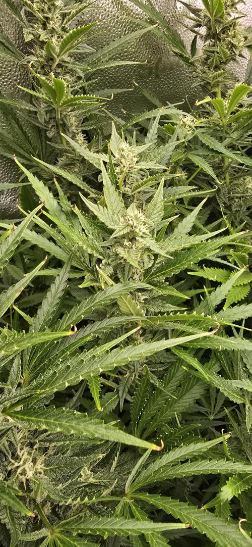 SB und MD Run. Week 9