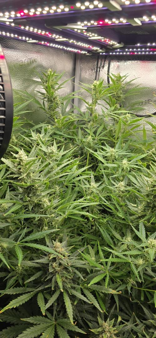 SB und MD Run. Week 9