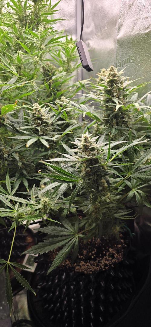 SB und MD Run. Week 9