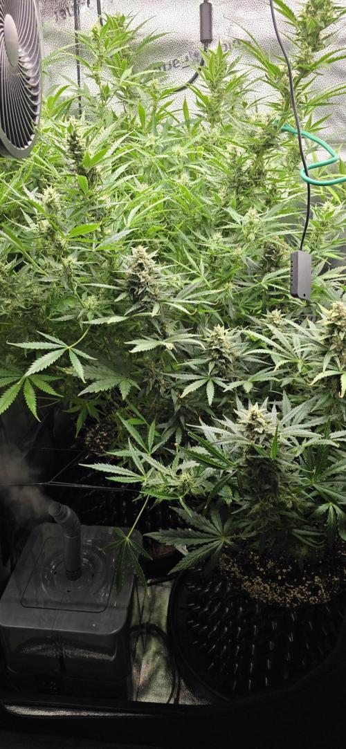 SB und MD Run. Week 9