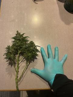 Comment by TerpedOutGrow photo #5