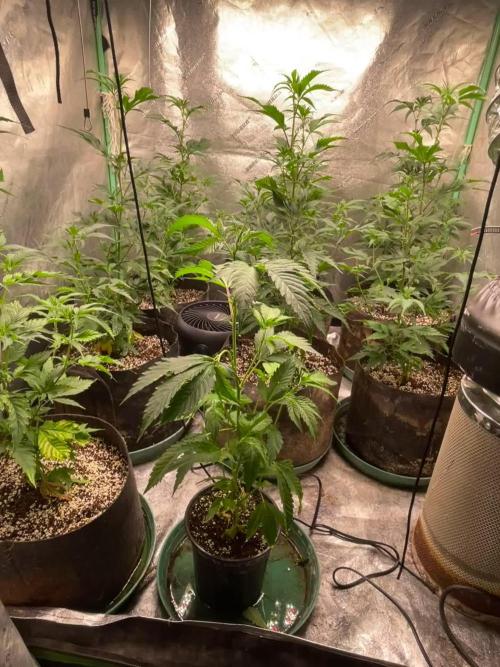 8 Red Pop in tent.