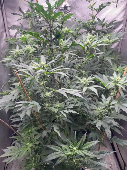 3 red pop 4x4 450watt