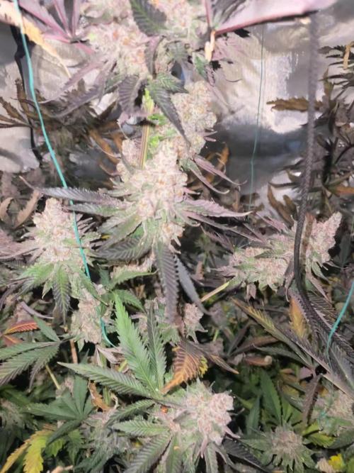 3 red pop 4x4 450watt