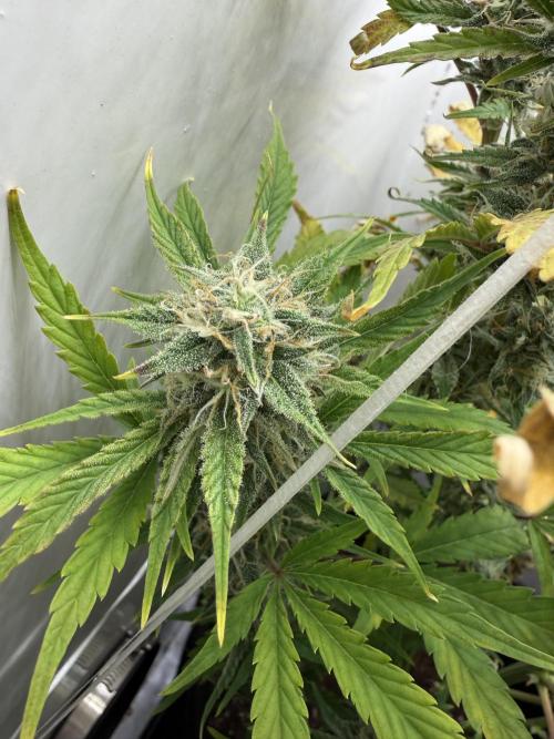 Garlic Jam Auto. Week 10