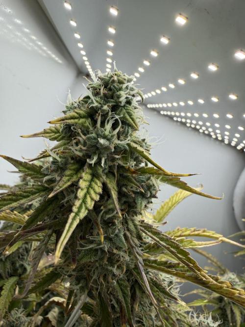 Garlic Jam Auto. Week 10