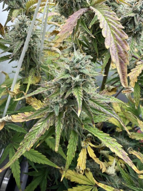 Garlic Jam Auto. Week 10