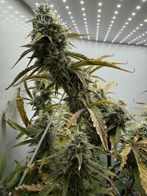 Garlic Jam Auto. Week 10