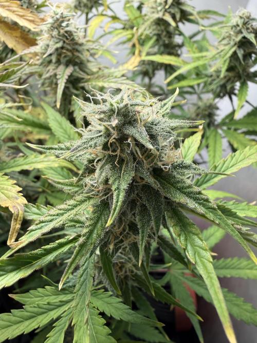 Garlic Jam Auto. Week 10