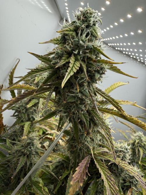 Garlic Jam Auto. Week 10