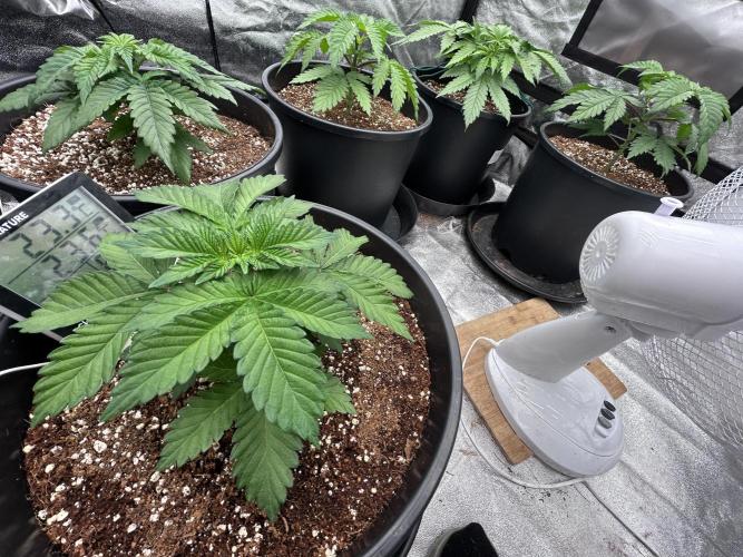 Dutch passion/ barneys farmXdoja run. Week 3