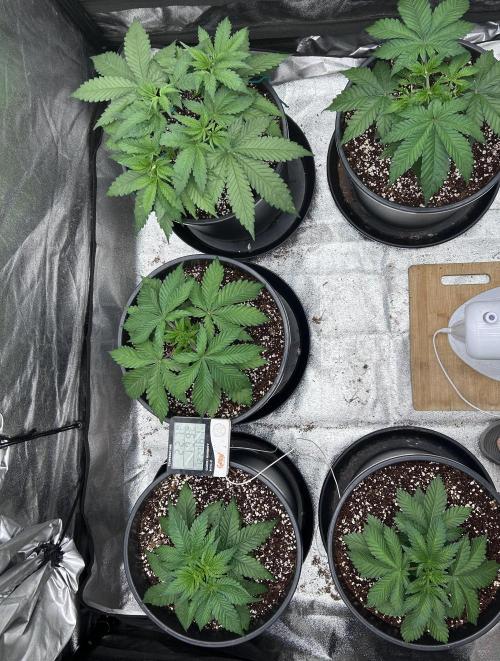 Dutch passion/ barneys farmXdoja run. Week 3