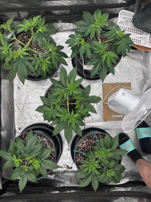 Dutch passion/ barneys farmXdoja run. Week 4