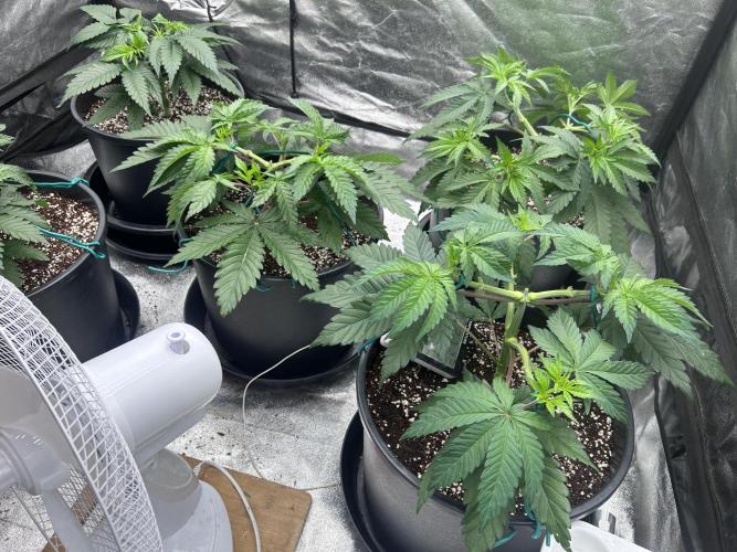 Dutch passion/ barneys farmXdoja run. Week 4