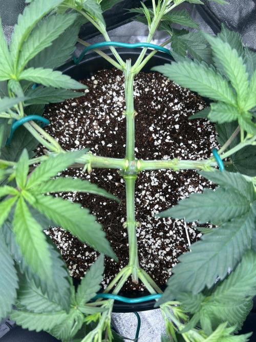 Dutch passion/ barneys farmXdoja run. Week 4